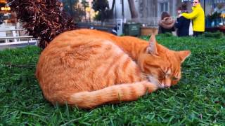 The Story Of A Day In Kadikoy, Istanbul