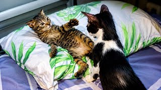 We Adopted Two Tiny Kittens 3 Weeks Ago… Look at Them Now! 😻 My 3 Dogs Meet Tiny Kittens For The First Time