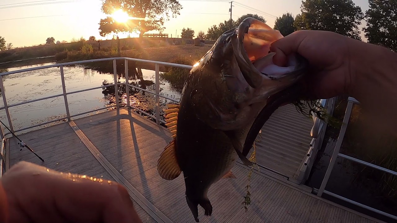 Mather Lake Senko Fishing