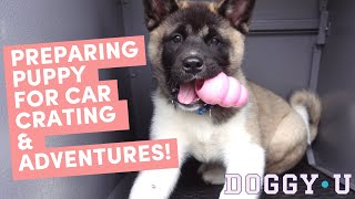 Preparing Your Puppy for New Experiences: Riding in the Car, Car Crating