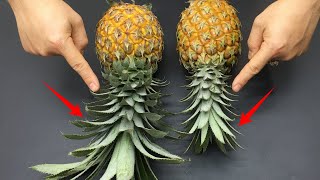 Just Look At This Position To Pick Sweet, Juicy Pineapples! Just Look At This Position To Pick Sweet Juicy Pineapples