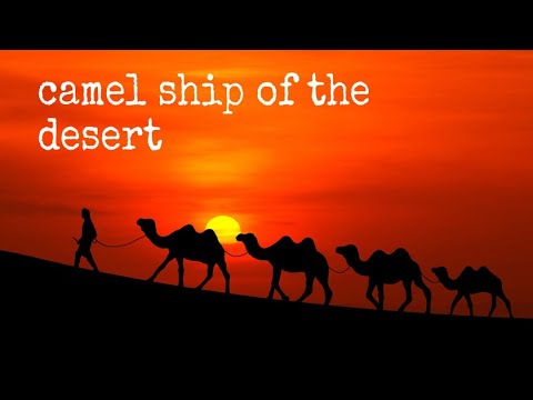 🐫Camel Desert Ship🐫🐪Верблюды корабли пустыни🐪