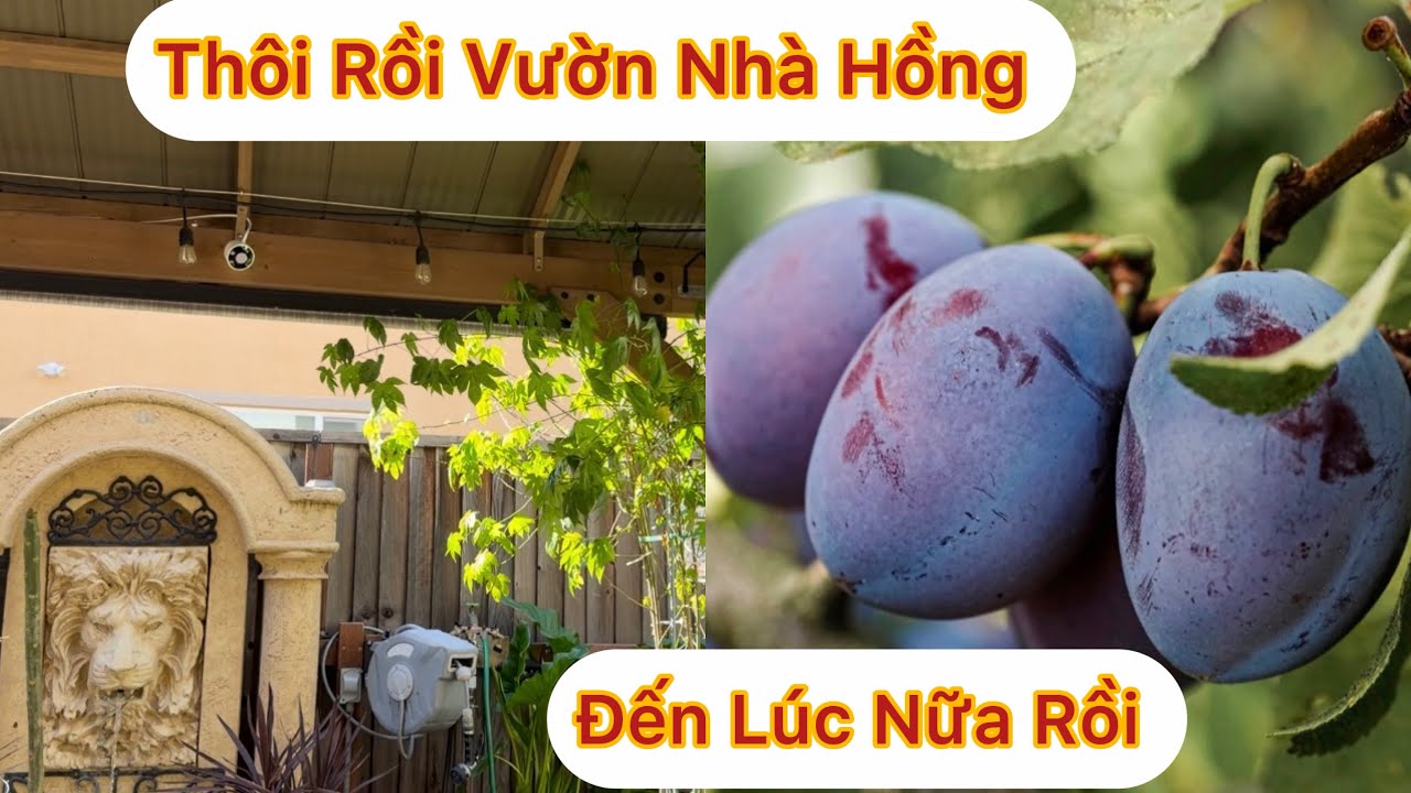 Эпизод 1952: О нет, в Розовом саду теперь бродят два домашних животных.