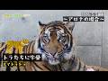 【東山動植物園公式】こどもの日とスマトラトラ：トラたちに牛骨をあげました～アロナの場合～《 スマトラトラ　トラ 》