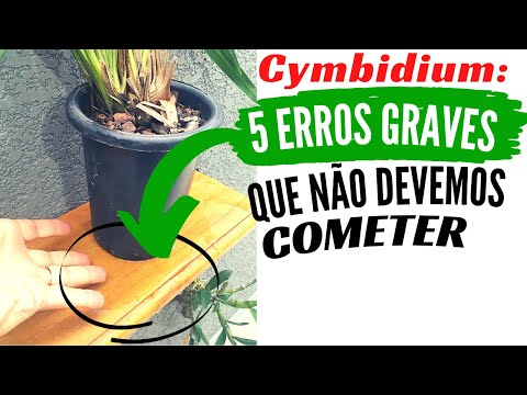 Vídeo: A orquídea cymbidium é venenosa?