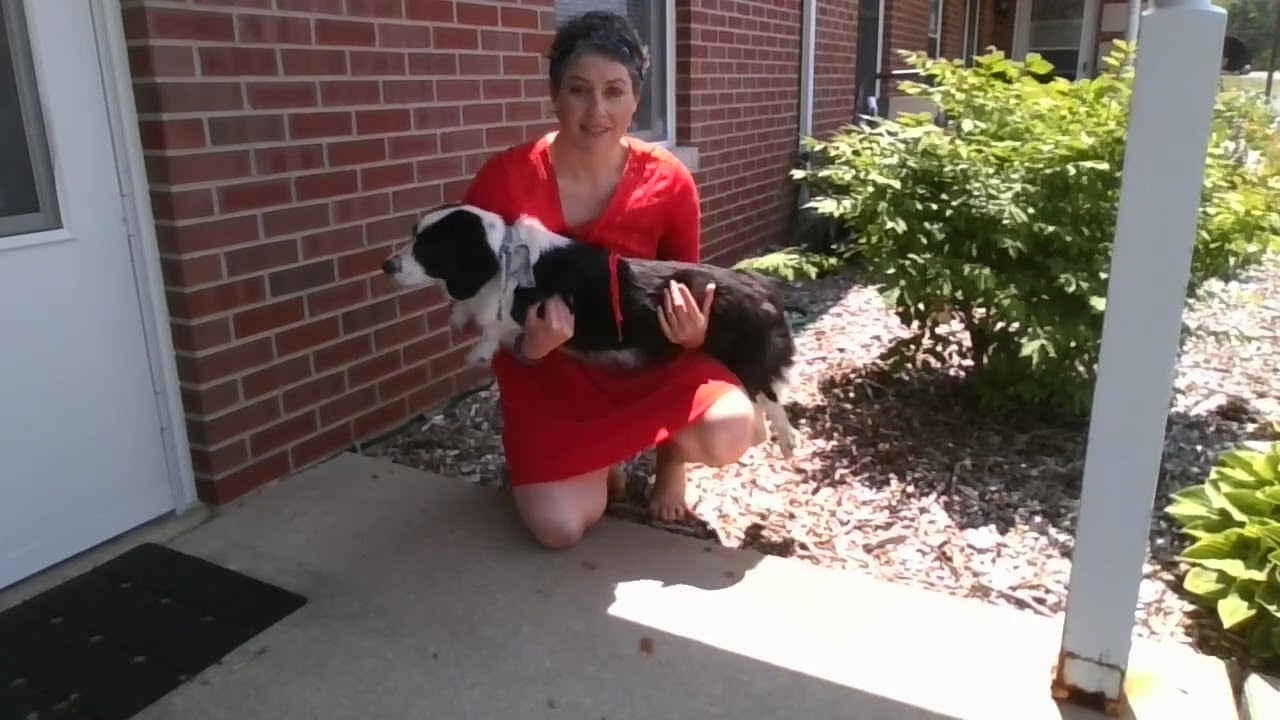 How to express a female dog's bladder | Make a paralyzed dog go to the bathroom