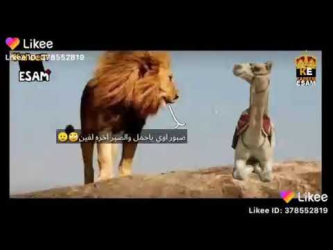 الاسد قال للجمل تعالا اسالك سؤالين