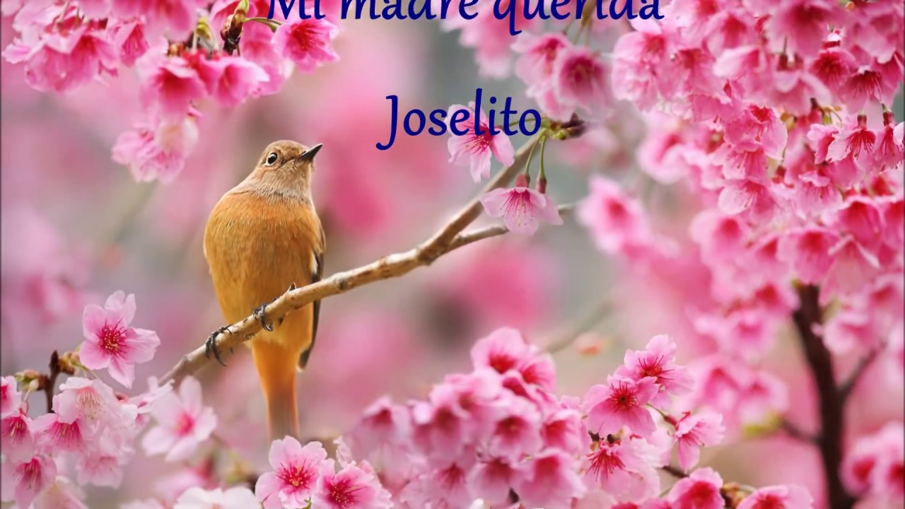 Watch Mi madre querida - Joselito on YouTube Watch Mi madre querida - Joselito on YouTube
