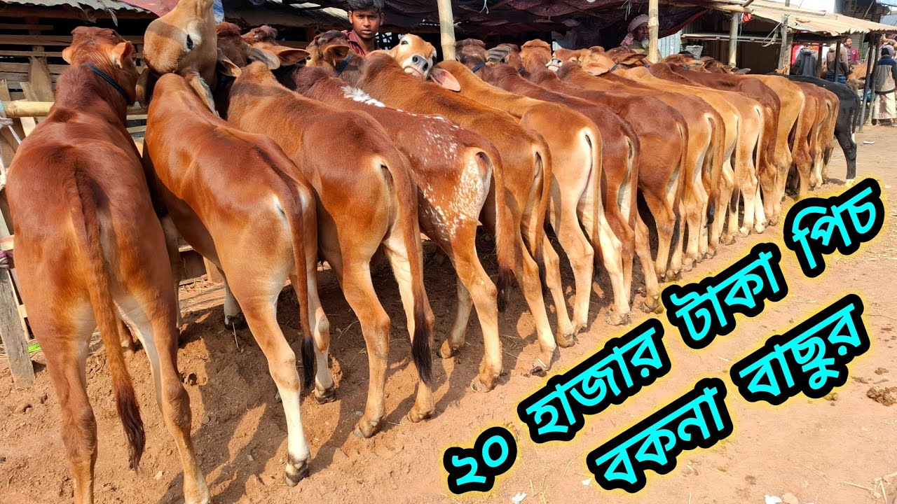 ২৬/১/২৬/ দেশি বকনা বাছুর ও শাহীওয়াল বকনা বাছুর গরু কিনুন ছাগলের দামে জয়পুরহাট গরুর হাট থেকে #cow 