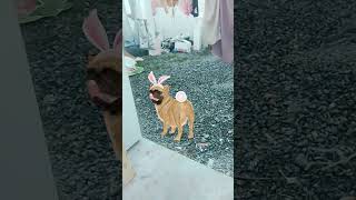Perro Pug Bailando