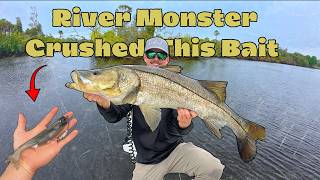 Florida's Most Aggressive River GIANTS: Monster Snook Crushing Giant Baits on Seawalls and Mangroves