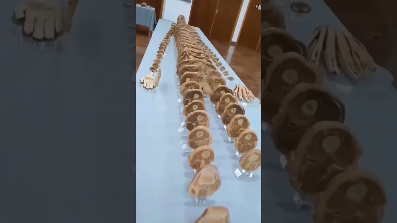 The Cross Section of Real Human Body 😱 | Best way to Understand Anatomy 💀 