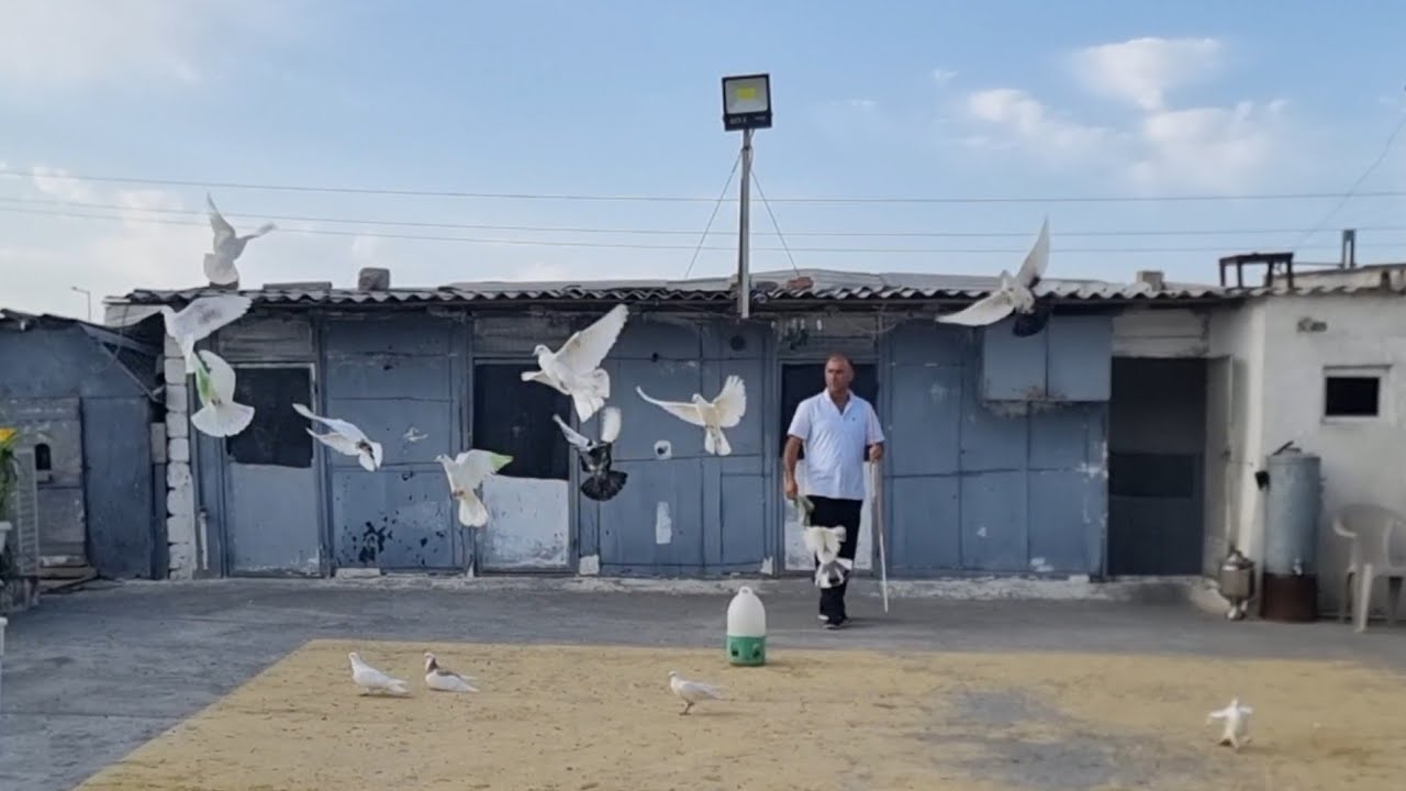 Baksol Behlulun Goyercinleri 24.07.2025 Baki Goyercin Klubunun 11ci iştirakçısı #goyercin #pigeons