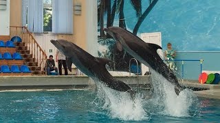 Кисловодский дельфинарий 2022г. | ШОУ #Кисловодск