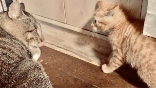 【クスッと笑える猫動画】新米の子猫vsベテランの通い猫トラちゃんが鉢合わせ