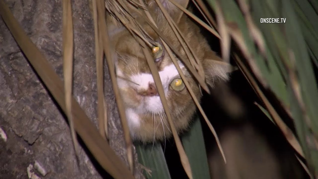 video phone beyonce mp3 Firefighters Rescue Cat Stuck In Tree In Oxnard