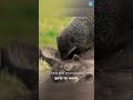 The Strangest Animal Friendship Ever Recorded. #facts #animals #wildlife