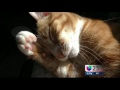 ¿Se le deben extraer las uñas a los gatos?