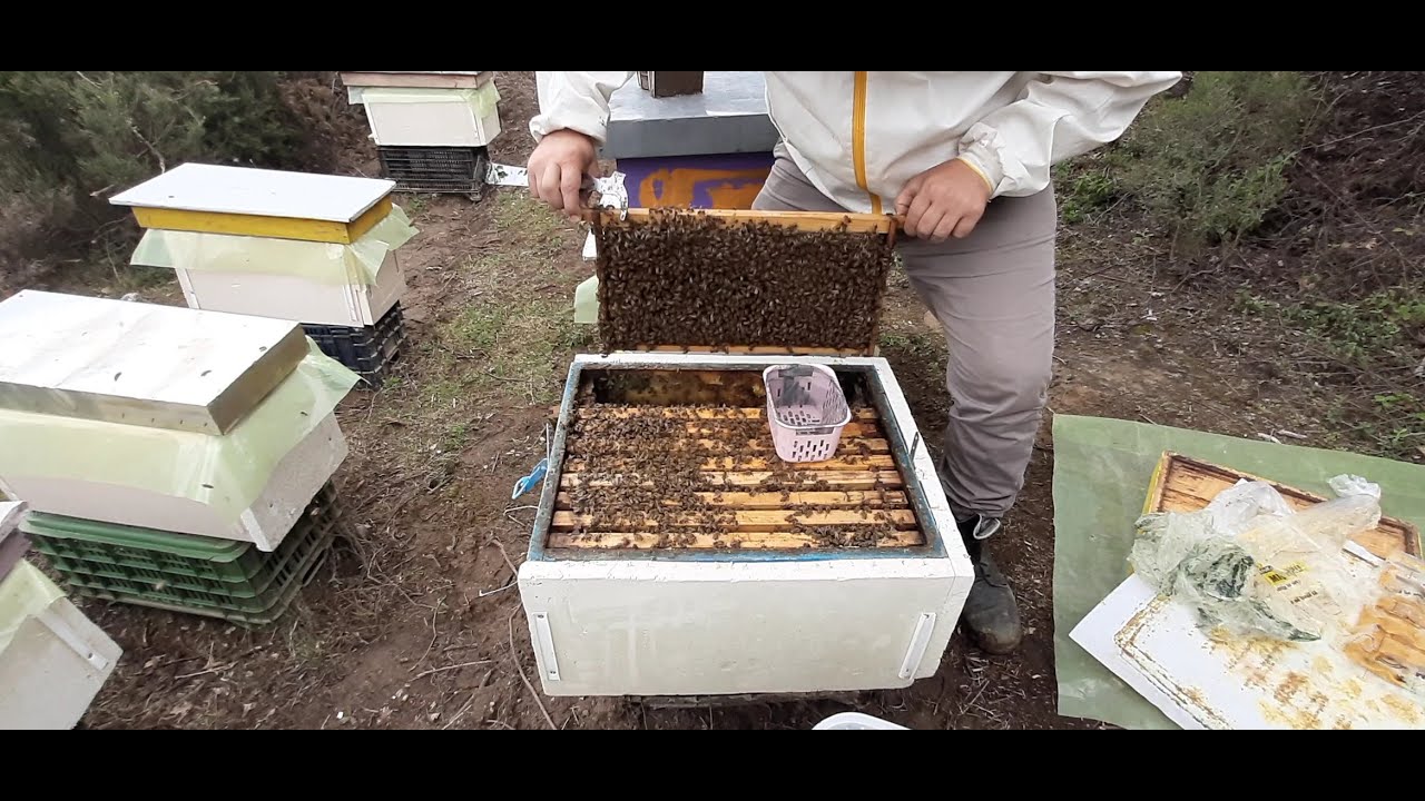 Kontrolli i nivelit te infektimit nga Varroa || spo e gjejme ende -||- Varroa infestation control