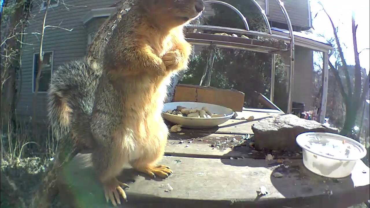 Little squeak squirrel is growing up YouTube