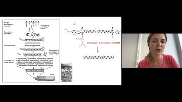 Dermatosparaxis EDS (dEDS) - Prof. Fransiska Malfait | English (EN)