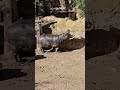 Fat Hippo🦛😴 #chubby #wildlife #youtubeshorts #wildanimals #riosafari #hippopotamus #spain
