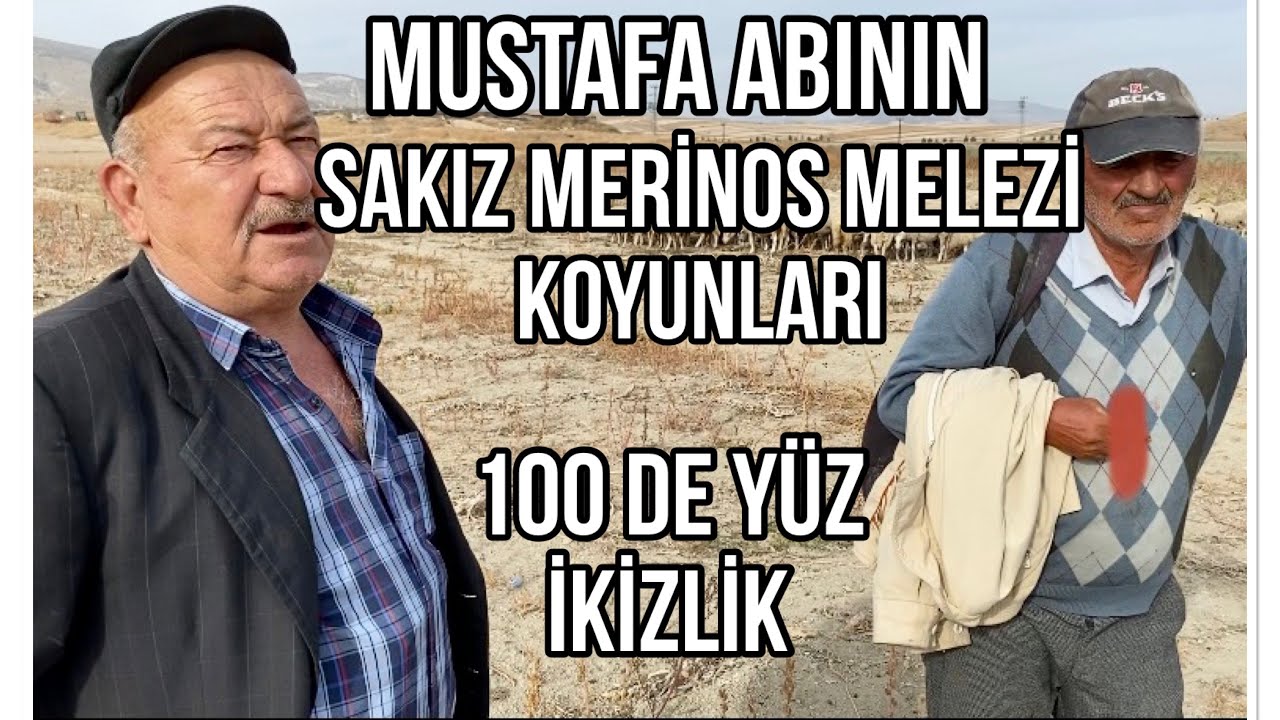 100 de YÜZ İKİZ KUZU ALIYOR -  SAKIZ MERİNOS MELEZİ KOYUNLARI