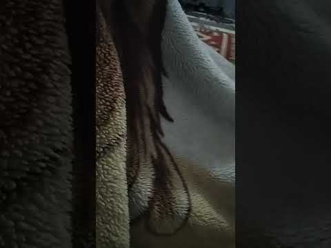 يهودي عراقي مسن سمع ترديد لاغاني ناظم الغزالي ردت له الروح وطلب اغنية خدري الچاي