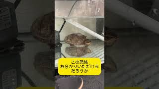 亀飼いが恐怖する瞬間 #ペット #ミシシッピニオイガメ #亀飼育