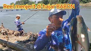 TERBUKTI‼️UMPAN JITU IKAN PATIN LIAR || mancing ikan patin liaran sungai Brantas