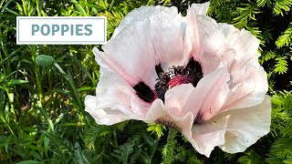 Propagating Poppies Update, Sowing Poppy Seeds and Planting Orlaya// Cottoverdi
