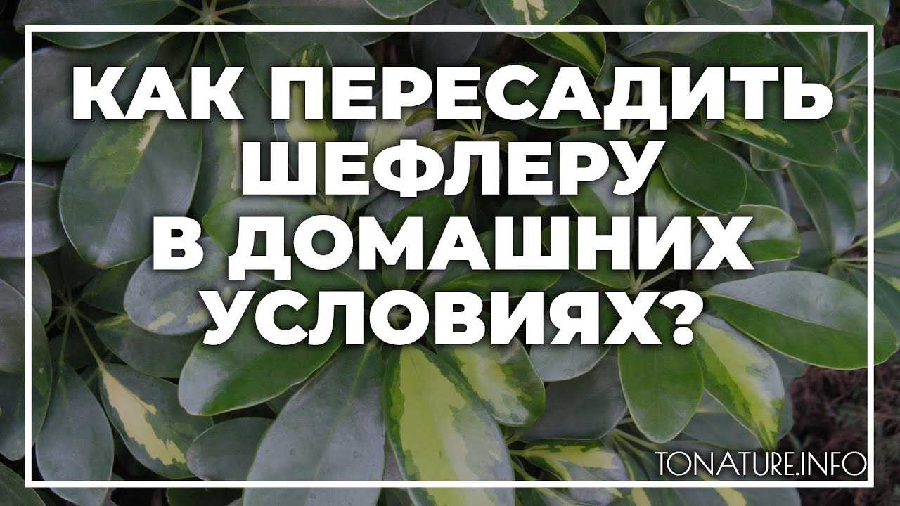 Пересадка шефлеры. Как пересадить шефлеру. Шефлера цветок как пересадить. Шеффлера пересадка после покупки. Шеффлера уход после покупки в магазине.