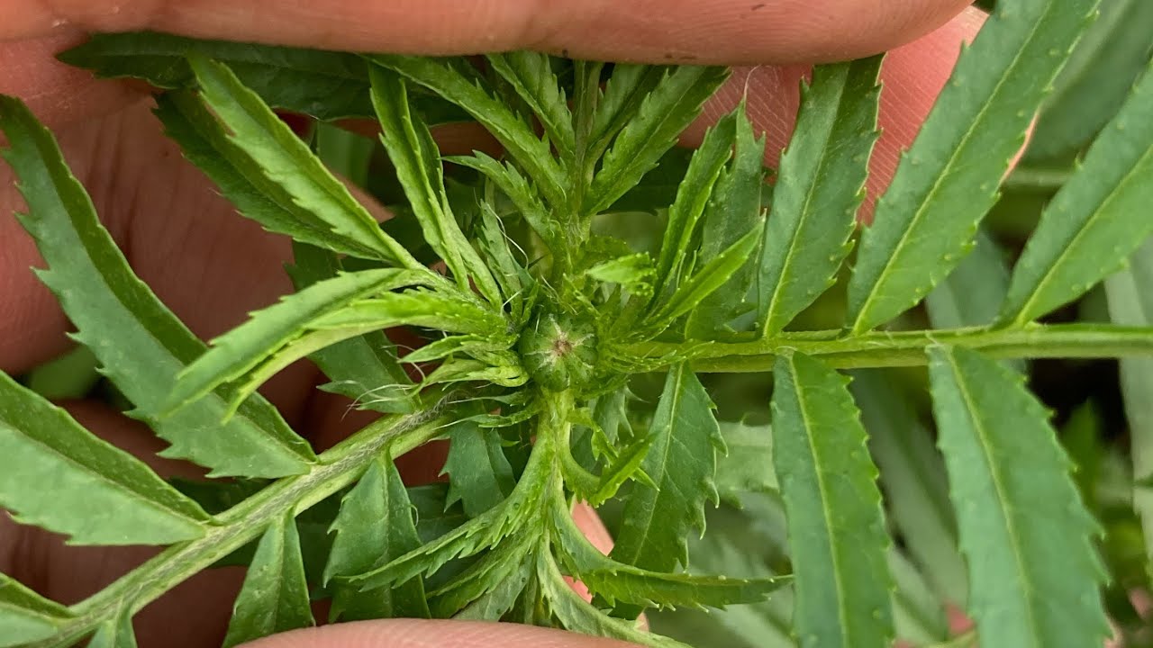 THỜI ĐIỂM TẠO NỤ HOA VẠN THỌ - TẾT 2024 | TẬP 4