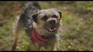 Strays  Official Fing Trailer HD