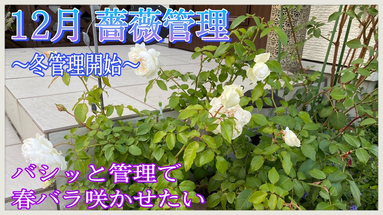 12月薔薇管理 バシッと管理で春バラ咲かせたい Youtube