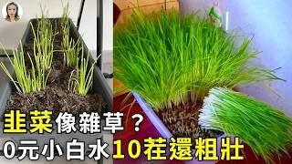 韭菜越割越細越割越少？ 記住3釐米魔法，韭菜越割越旺越香，吃也吃不夠|Chinese chives|花花世界