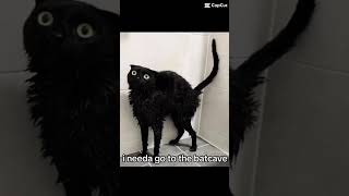 I’m Batman #meme #batman #cat #funny #funnyvideo #black