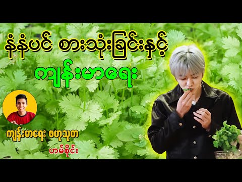 နံနံပင် စားသုံးခြင်းနှင့် ကျန်းမာရေး - Health Benefits of Cilantro