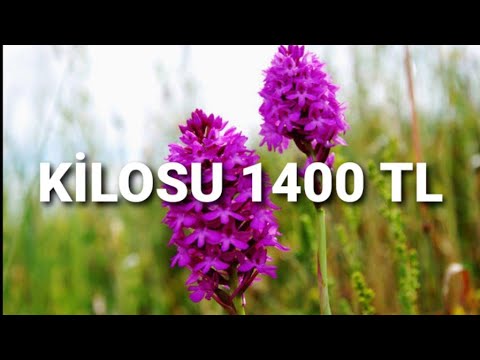 KİLOSU 1400 TL TOZ SALEP YETİŞTİRİCİLİĞİ HAKKINDA BİLGİLER  / HİBE VE KREDİLER DAHİL