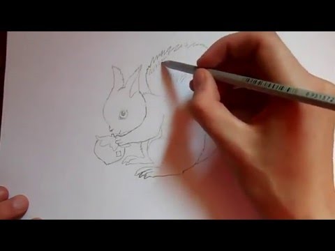Видео: как нарисовать белку?