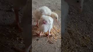 Cute White Chicks With Oneclick