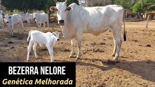 NASCEU A PRIMEIRA BEZERRA FILHA DE TOURO MELHORADOR! Confira. Investimento começando a dar resultado