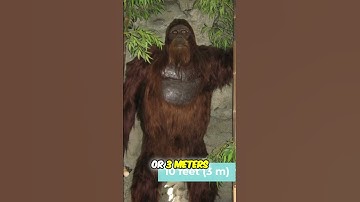 The Massive Gigantopithecus: Secrets of the Giant Ape Revealed