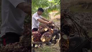 Alhamdulillah Hasilnya Semakin Meningkat