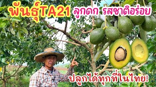 พนธTa21 สายพนธลกดกเนอเหนยวอรอย ปลกไดทกทในไทย งใหญ