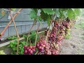 Созревание моих сортов винограда. Август 2021