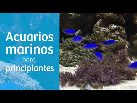 Video: Las 5 mejores plantas vivas para usar en acuarios salobres