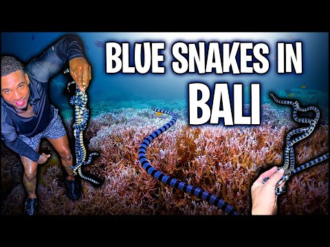 Snakes In Bali Hotel