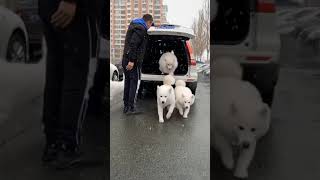 Beautiful siberian white husky Beautiful siberian white husky