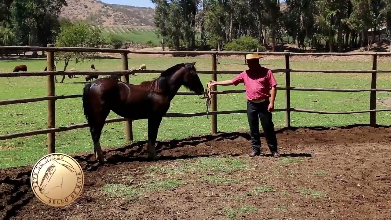 Amansa chilena: Técnica, respeto y tradición con Mauricio Durán - Sello de Raza